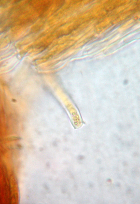 Phlebia sp